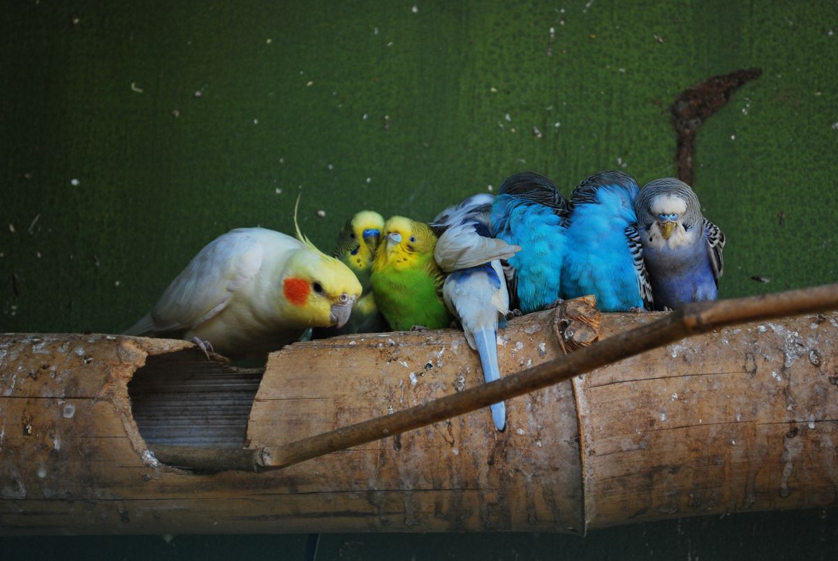 4 Birdyful Reasons Why Budgies Are The Perfect Pet For Your Budget