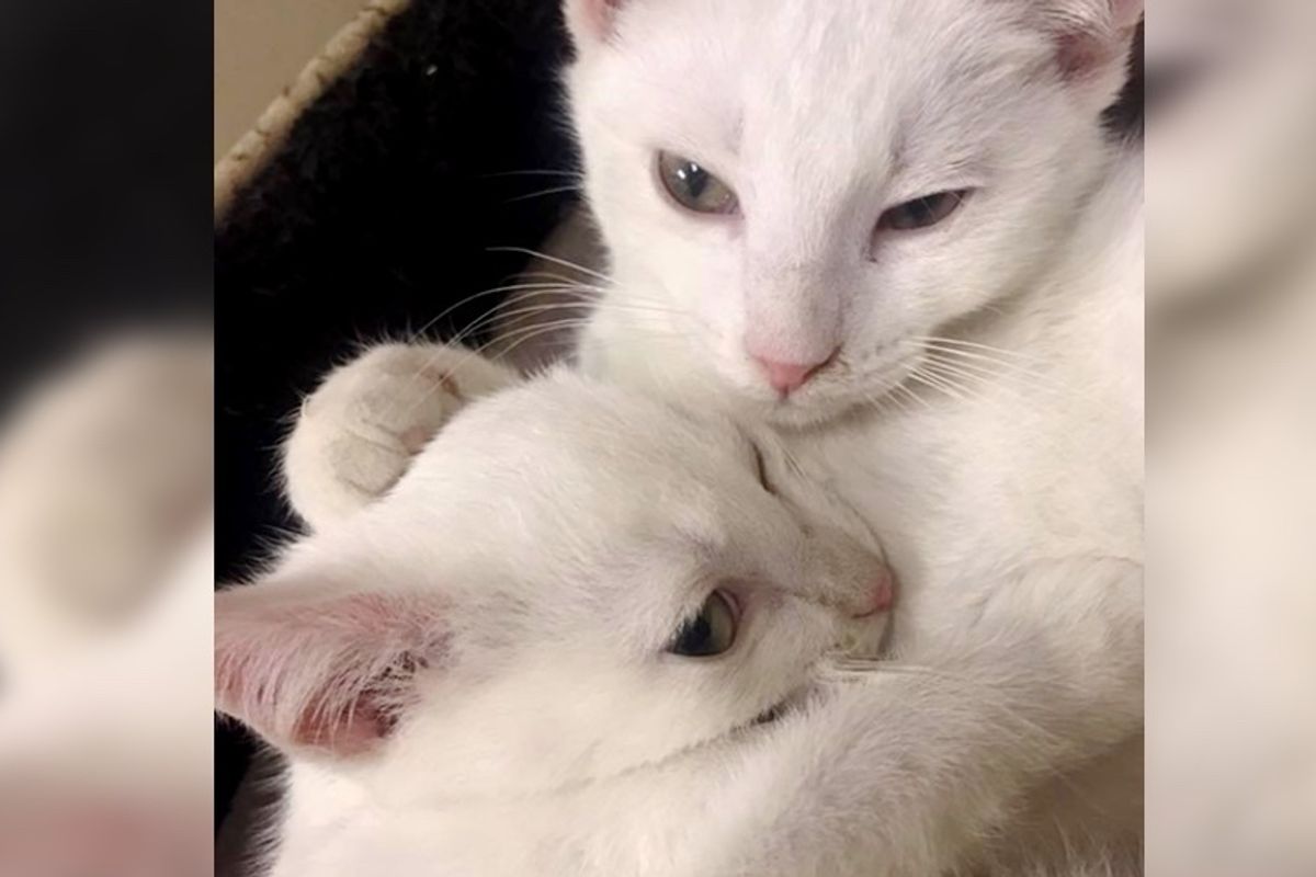 Woman Went to Adopt These Two Kittens But Couldn't Leave Their Other Brother.