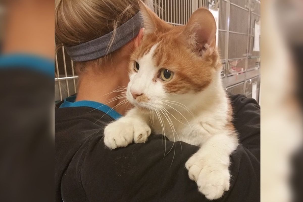 Cat with 24 Toes Came to Shelter and Couldn't Get Enough of Cuddles from Volunteers.