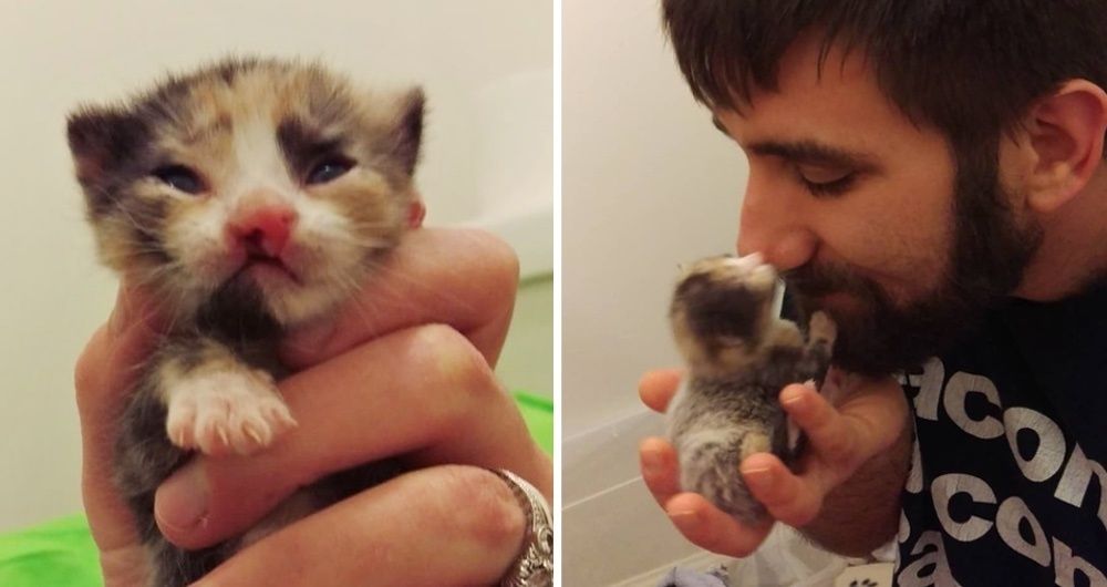 Couple Saves Tiny Calico Kitten Born with Cleft Lip and Turns Her Life