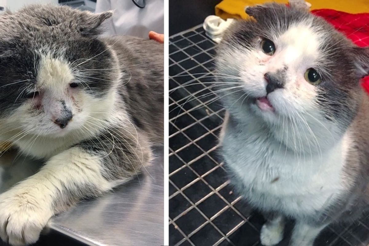 Frowny Cat Gets His Smile Back When He Finds Help After Years of Living On the Streets.
