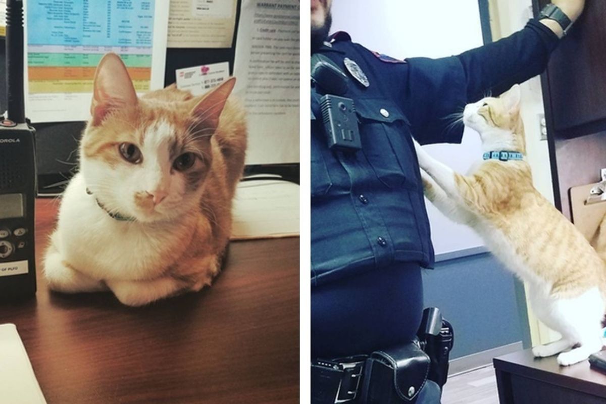 Police Department Recruits a Cat From Shelter to Join Them and Help Keep the City Safe.