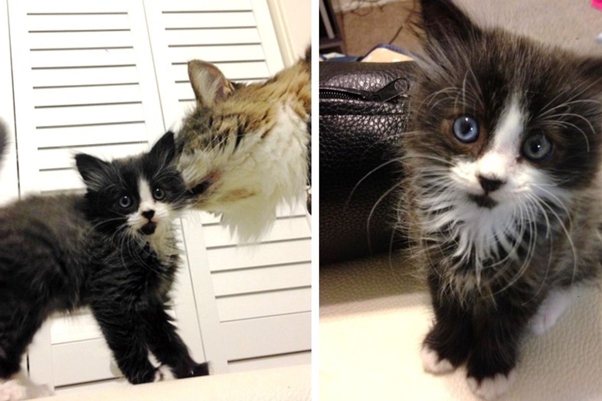 Scaredy Motherless Kitten Has His Life Turned Around With Help From a Furry Crew.