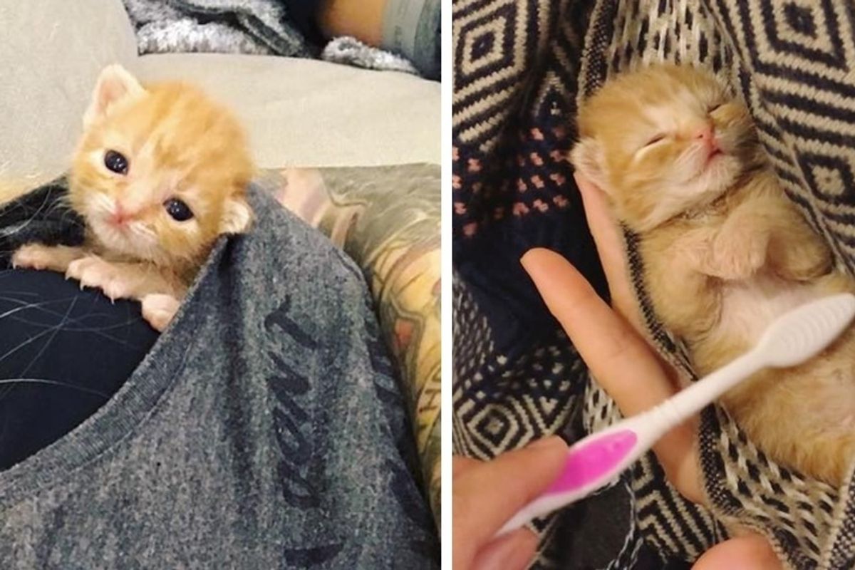 Kitten Brought into a Store, Meows for Help and Gets Rescued Just in Time, Now 2 Months Later.