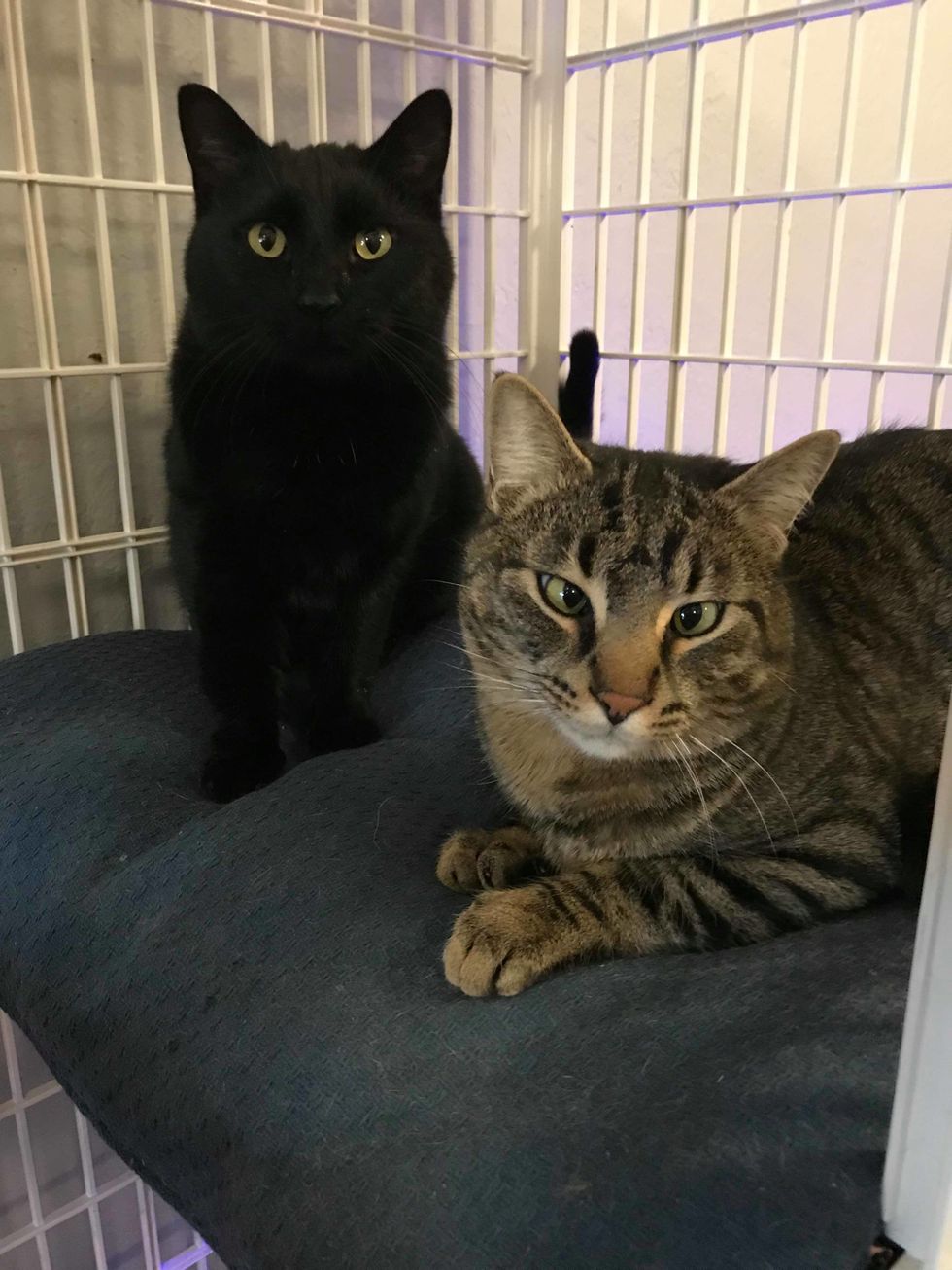 Bonded Cats Found In Freezing Temperatures, a Couple Saves Them Just In