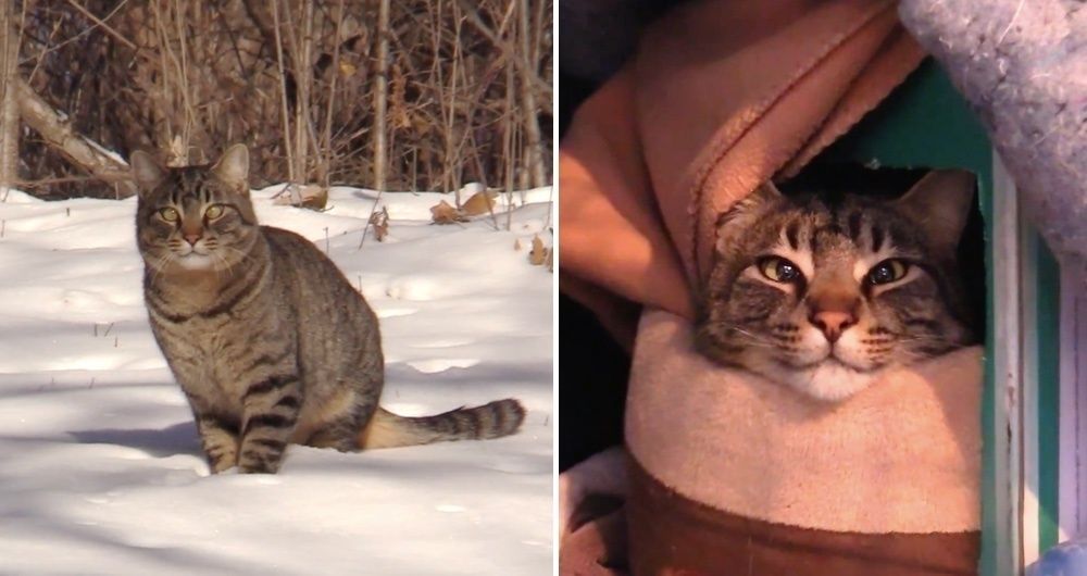Bonded Cats Found In Freezing Temperatures, a Couple Saves Them Just In