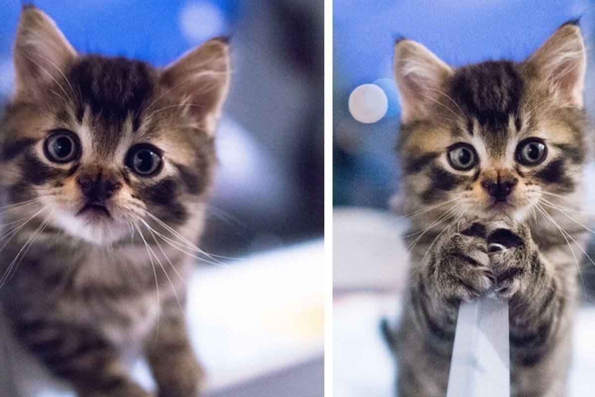 Kitten Born with the Sweetest Butterfly-shaped Nose Blossoms into a Majestic Fluffy Cat