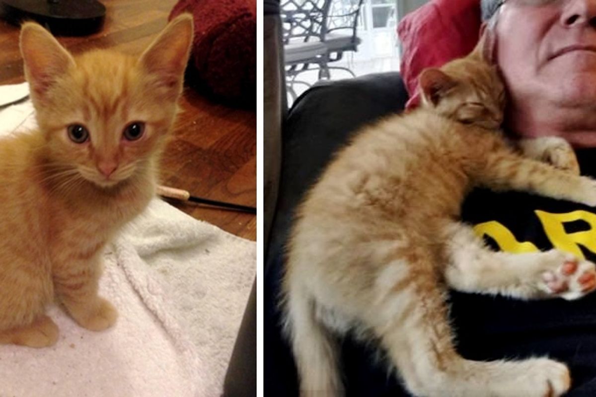Kitten Changed Man Who Didn't Like Cats and Guided Him To Find His Purrfect Kitty.