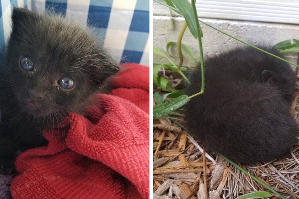 Woman Found Tiny Ball of Fur In Rose Bushes and Raised Him into a 'Panther' Kitty