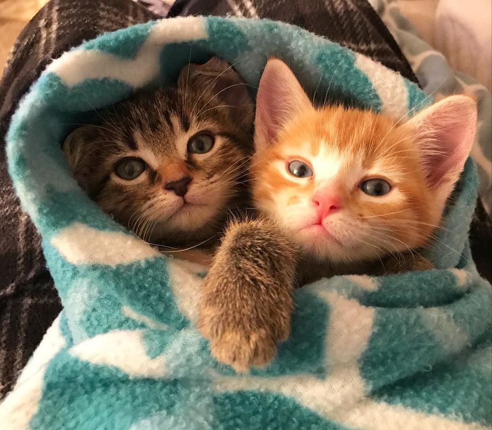 Ginger Kitten Found Love In Another Rescue Kitty and Wouldn't Let Him