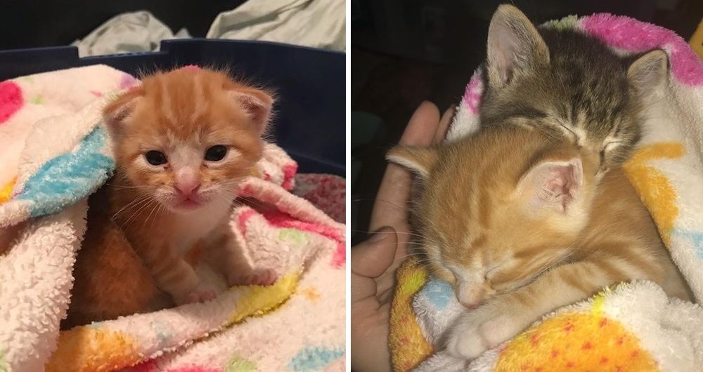 Ginger Kitten Found Love In Another Rescue Kitty and Wouldn't Let Him