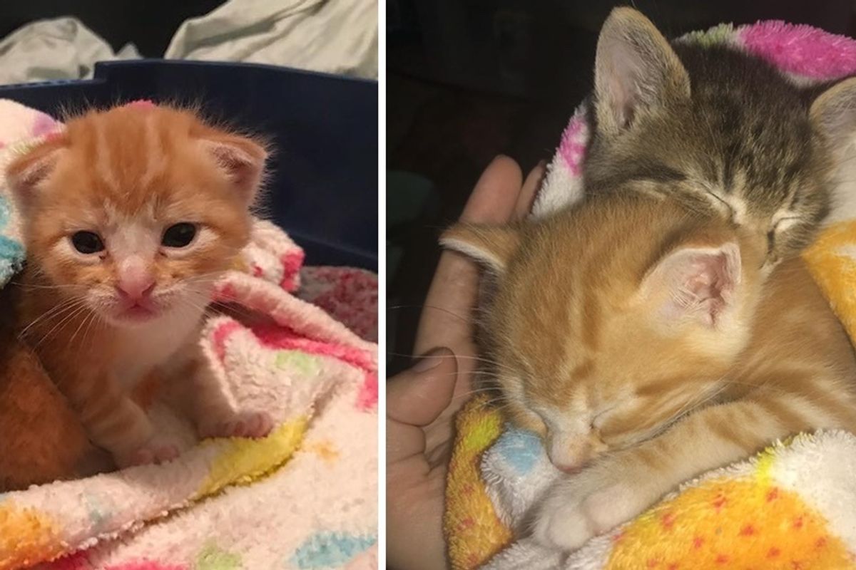 Ginger Kitten Found Love In Another Rescue Kitty and Wouldn't Let Him Go.