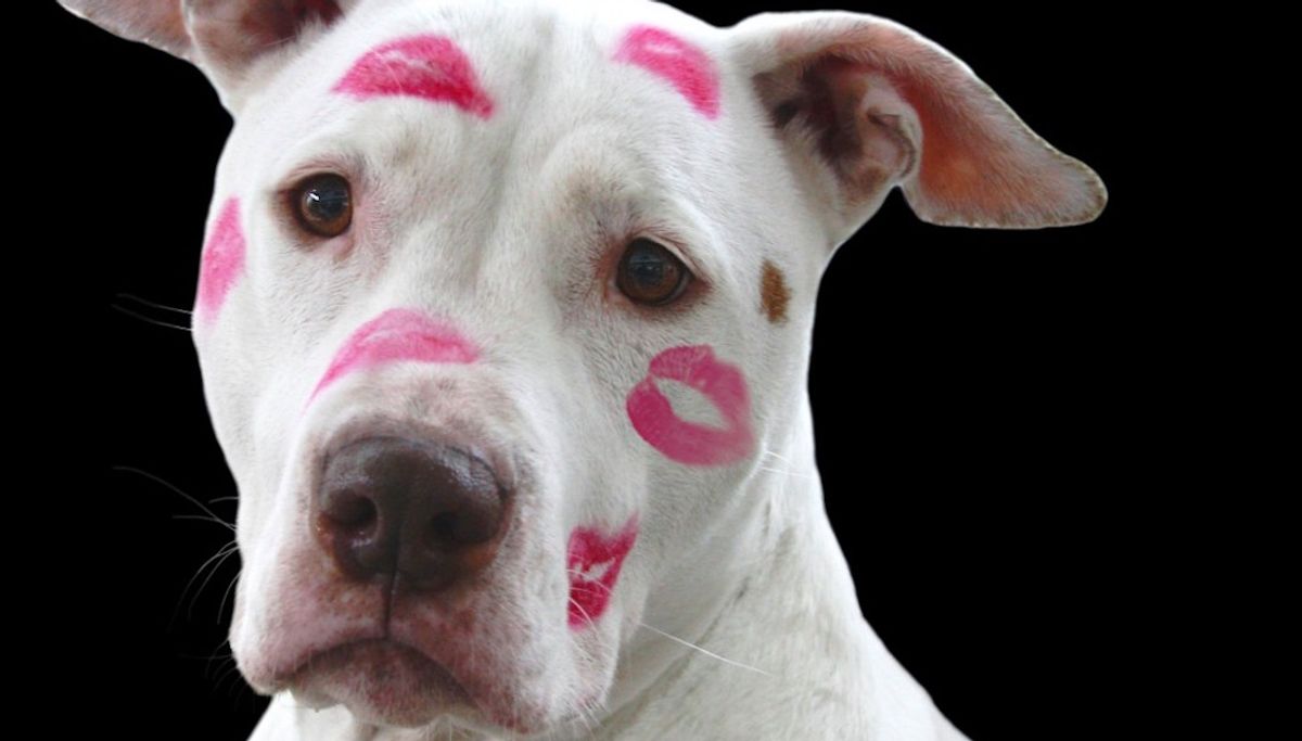17 Animals That Are Cuter, And Nicer, Than Boys This Valentine's Day