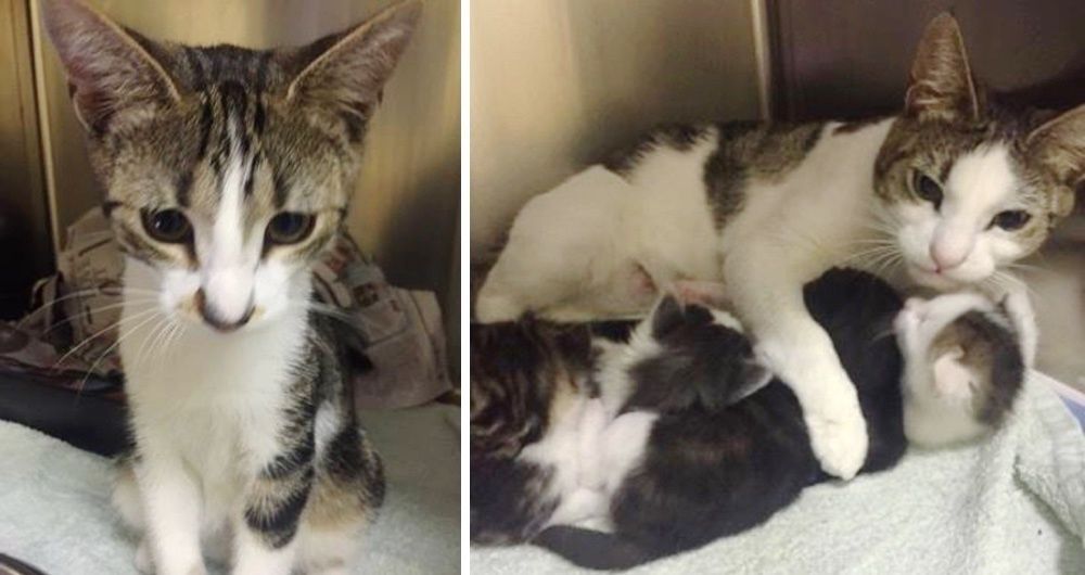 Mom And Dad Cats Found With Their Kittens Abandoned In A Park ...