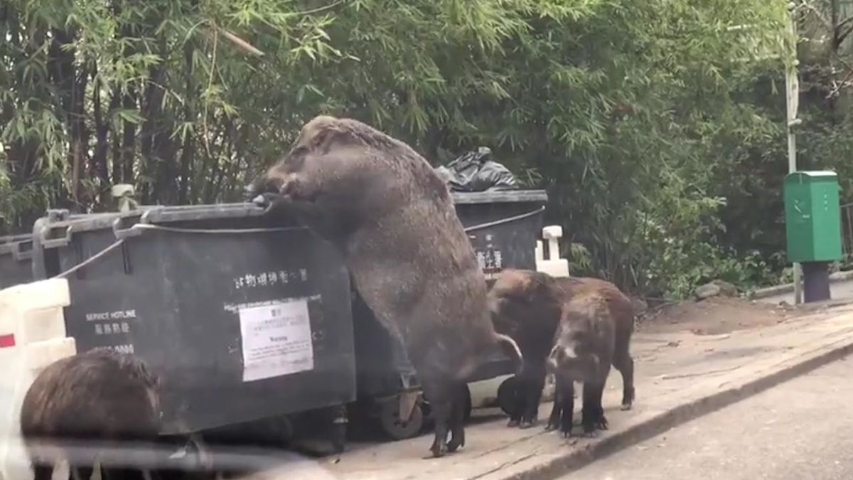 Video Of Giant 'Pigzilla' Nosing Through the Trash in Hong Kong Goes Viral