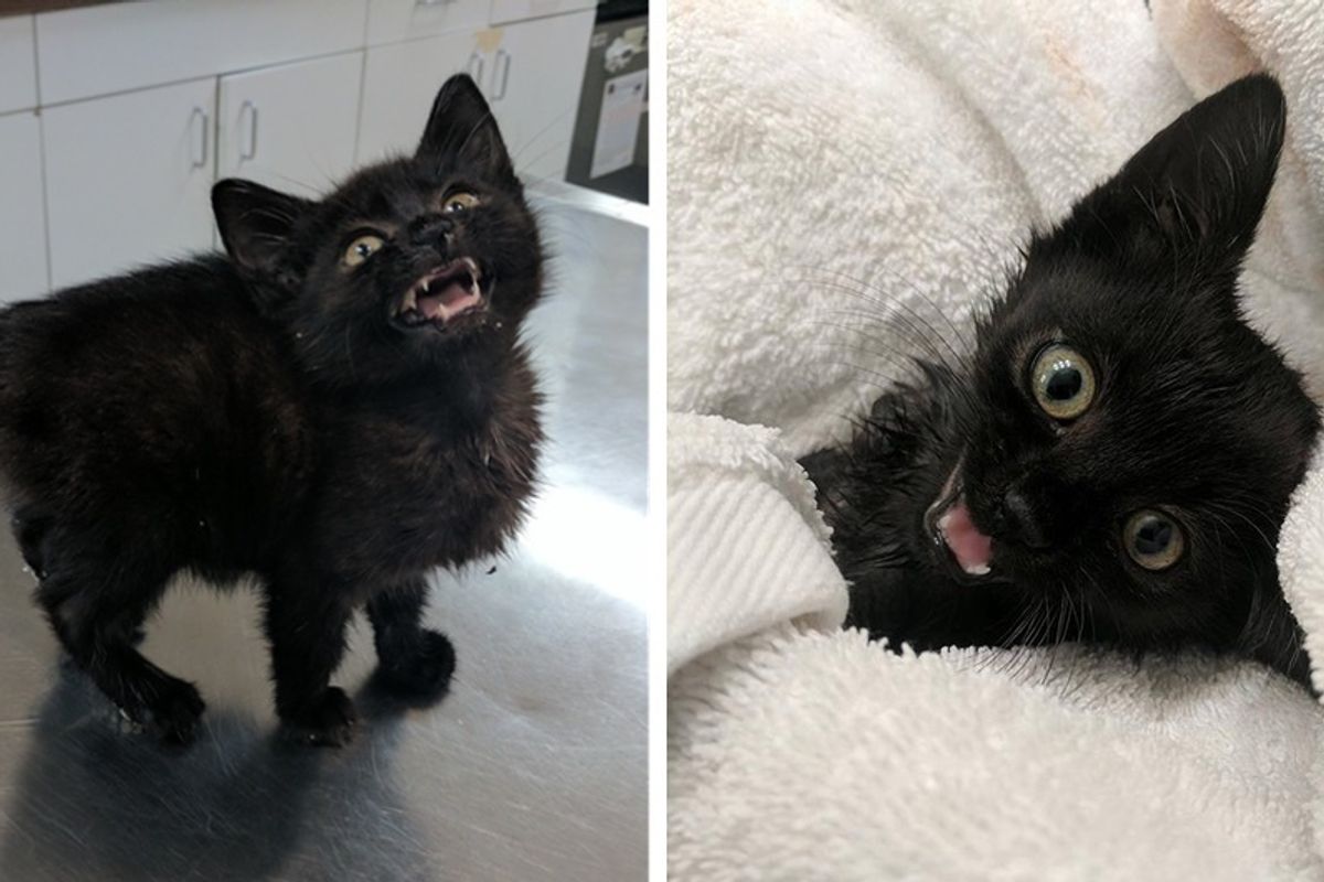 Couple Saves Scrawny Kitten Who Lost Her Meow and Helps Her Find Her Voice.
