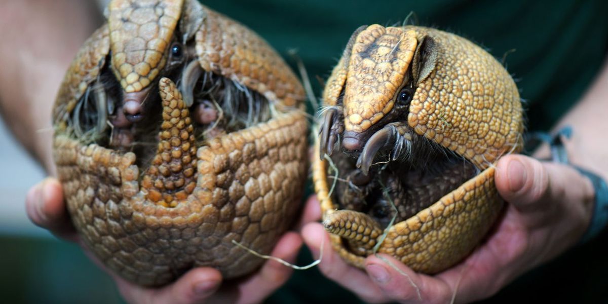 Why Is Glenn Participating in an Armadillo Race? Glenn Beck