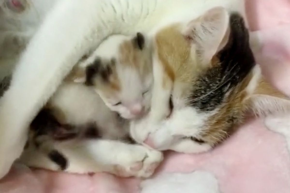 Cat Mama And Her Only Kitten Saved from Shelter - She Can't Stop Hugging Her Baby.