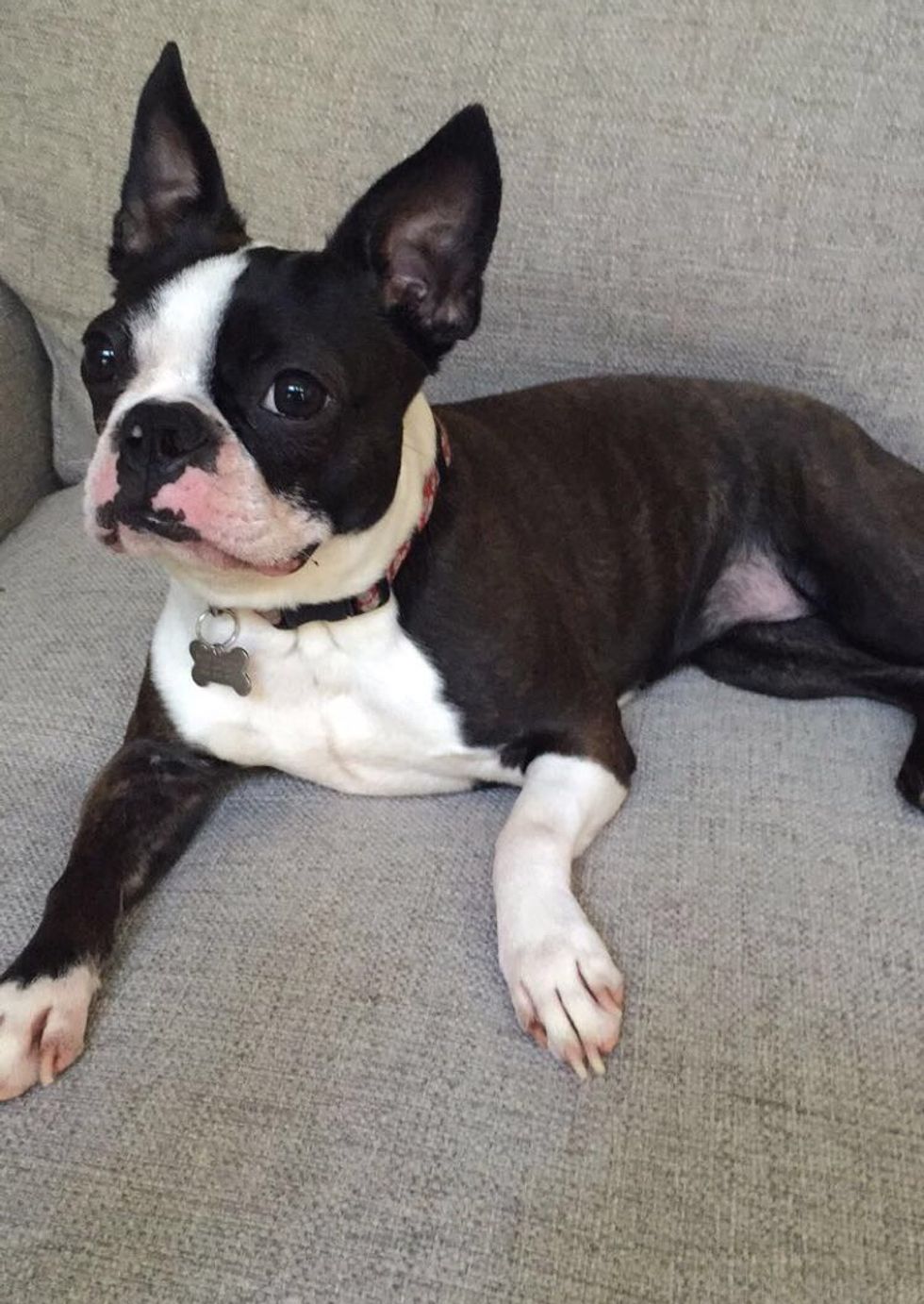 8 Reasons Dogs with Smushed In Faces Are The Cutest