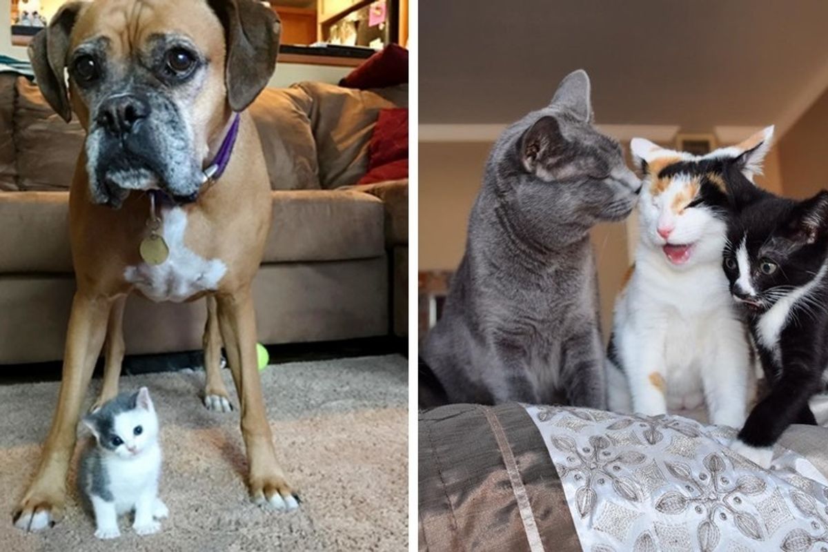 Dog Became Family with 2 One-eyed Cats - Now They Foster Kittens Together.