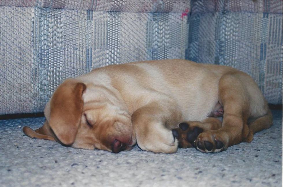 I Accidentally Kicked A Dog In The Face, And Then Took Him Home With Me