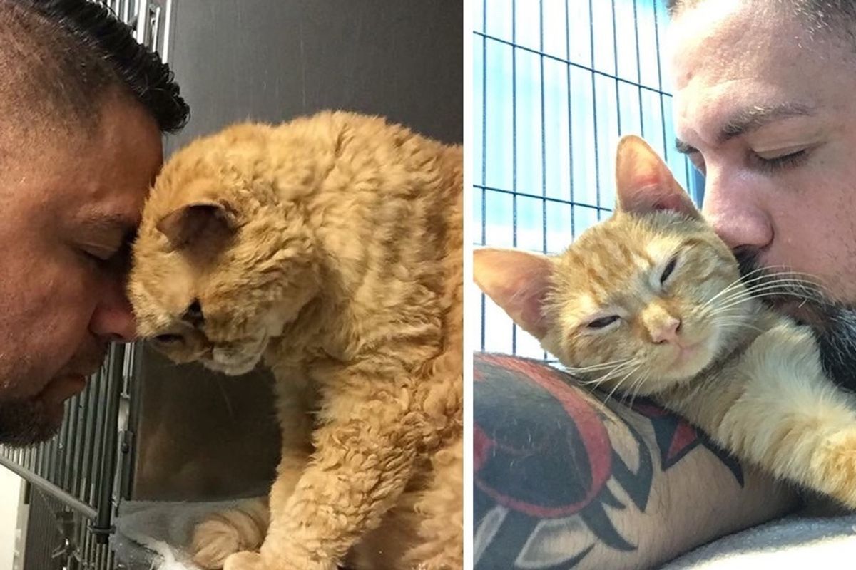 Man Has Best Job Where He Saves Cats and Kittens and Gives the "Unadoptable" a Chance at a Better Life.