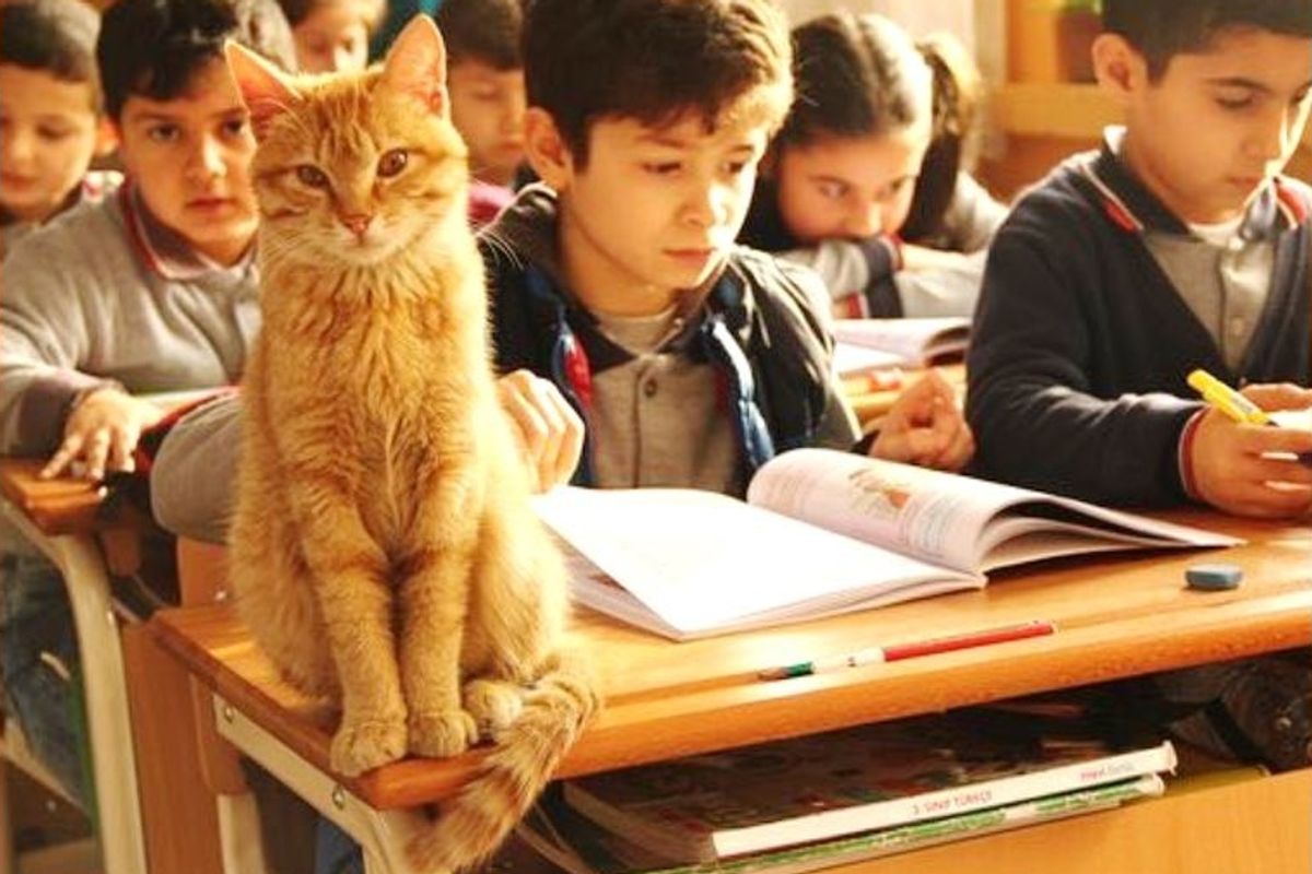 Stray Cat Wanders Into School Classroom and Decides to "Help" and Make the Place His Home.
