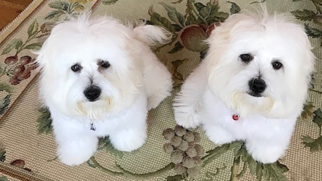 Barbra Streisand Cloned Her Dog Samantha... Twice