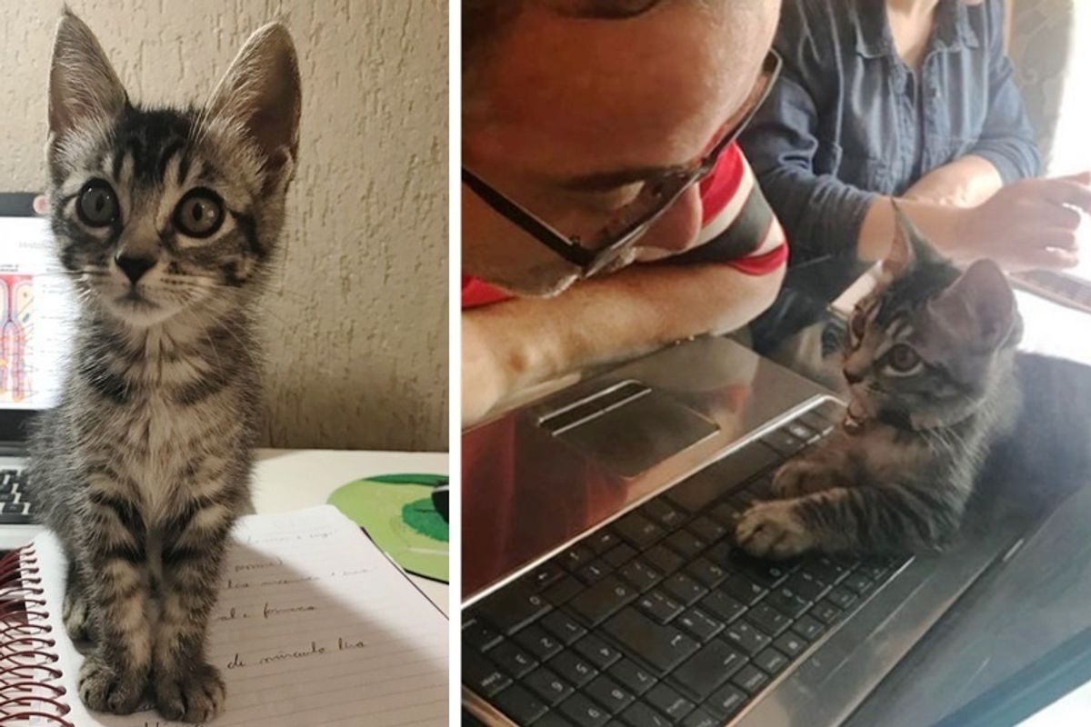 Couple Agrees to Foster a Homeless Kitten for 2 Days But the Kitty Has a Different Plan.