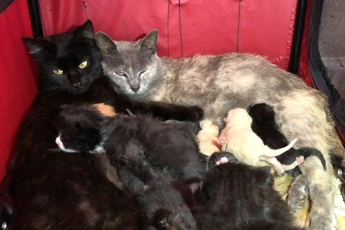 Rescued Mother and Daughter Cats Care For Their 10 Babies Together and Won't Leave Each Other's Side