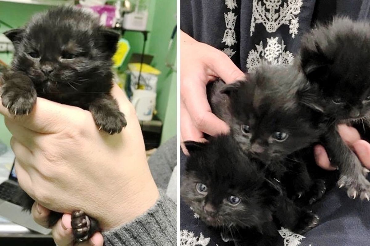 3 Motherless Kittens Found Ice-Cold in a Window Well, Are Saved in the Nick of Time.