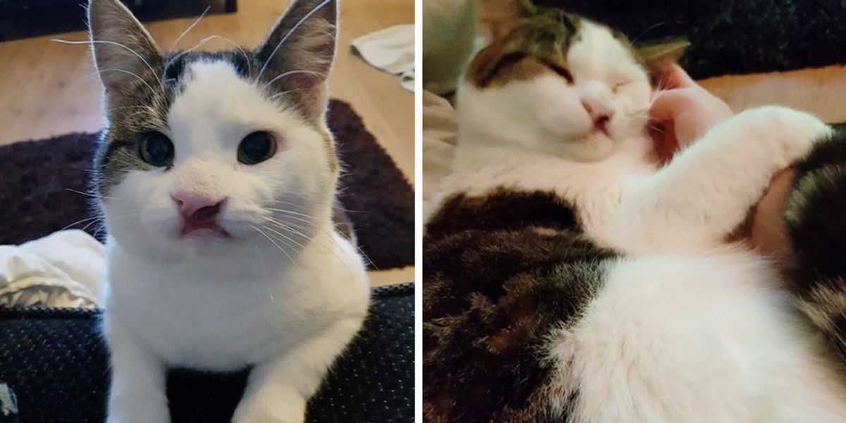 Shy Kitten With Cleft Lip Was Overlooked at Shelter Until a Woman Took