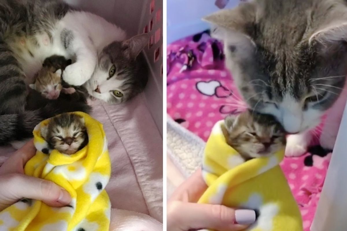 Cat Mom Found as Stray Won't Leave Her Kittens Until She Finds Someone She Trusts