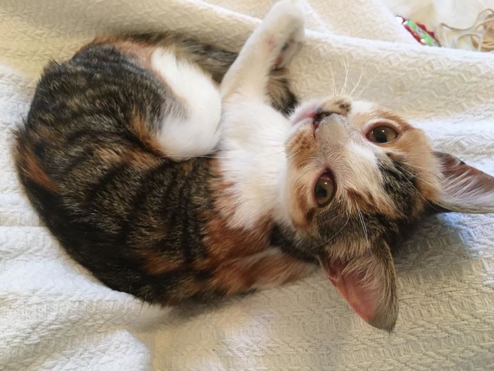Stray Kitten Found Wobbling Around the Streets, Finds Love Her First