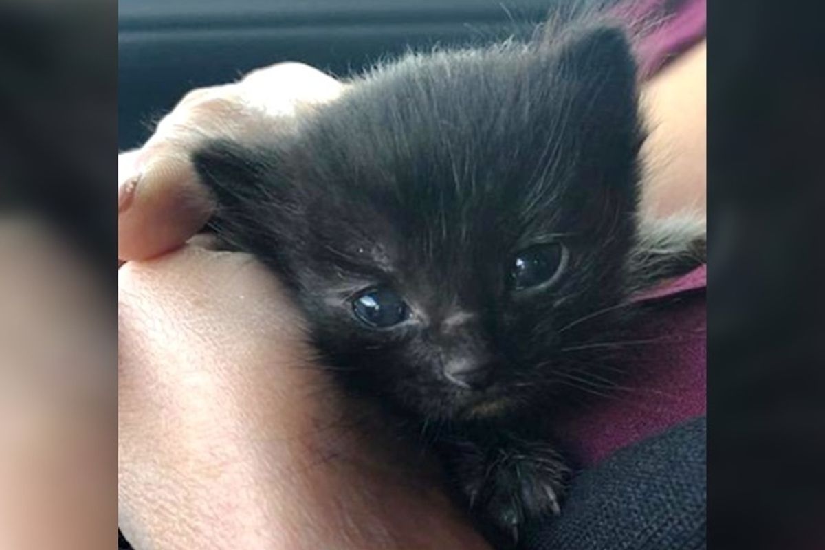 Kitten Found Huddling in a Bush During Pouring Rain, Can't Stop the Cuddles.