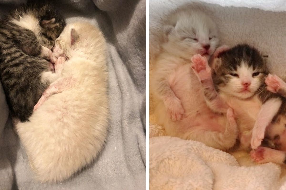 Woman Saves Newborn Kitten and Comes Back to Find Her Brother - Cutest Reunion.