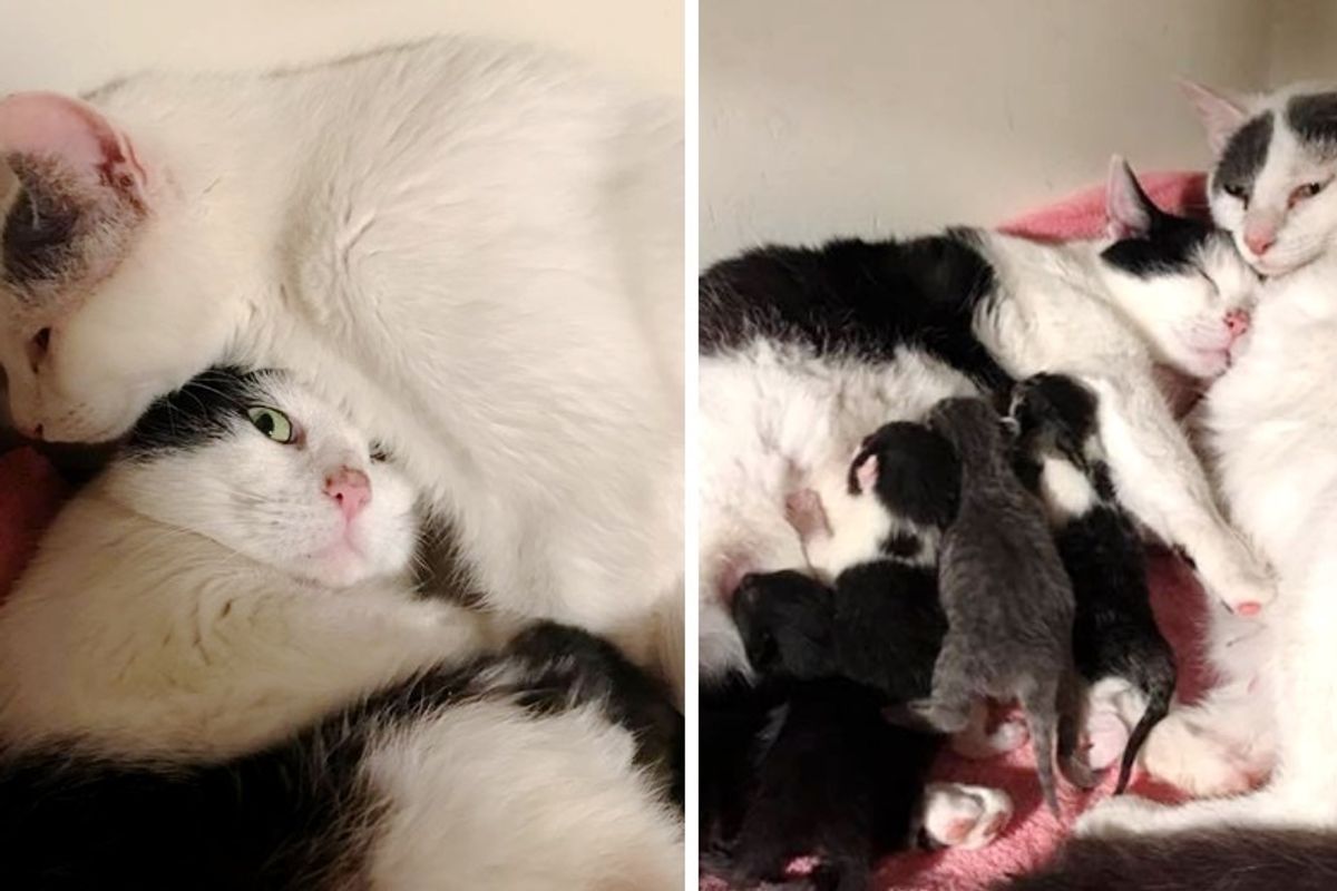 Shelter Cat Gets Comfort and Support From Another Cat When She Goes into Labor.