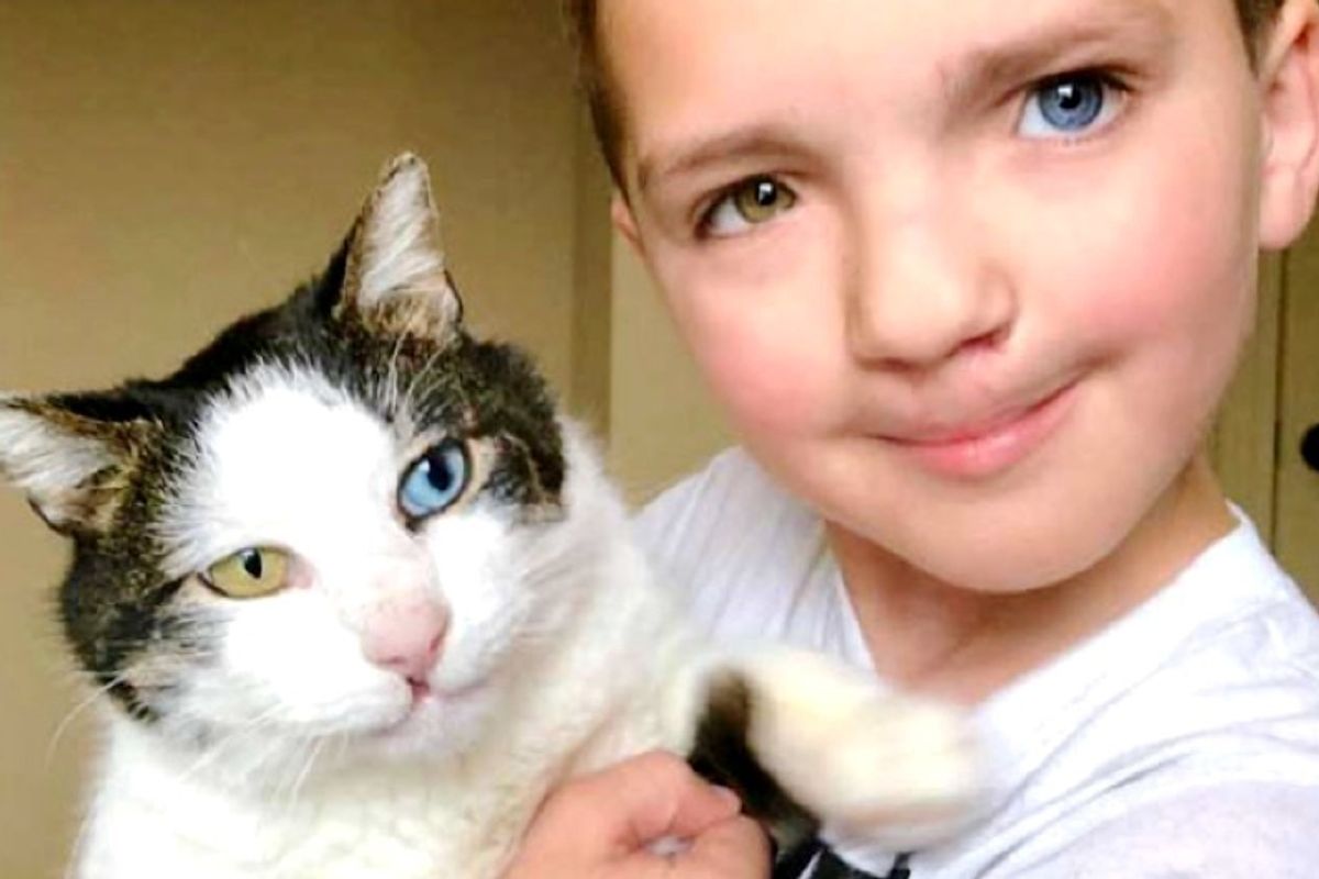 Boy Finds Rescue Cat with Different Colored Eyes and Cleft Lip Just Like Him.