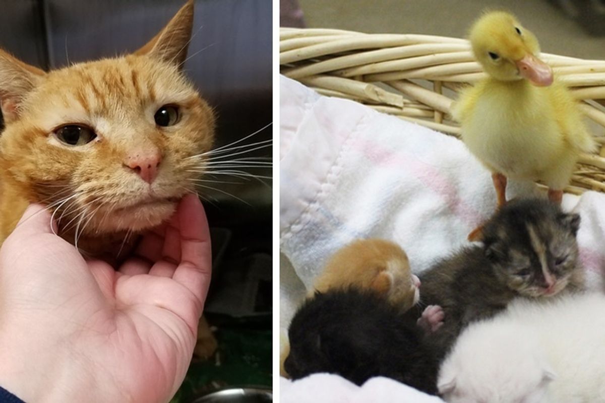 Saving One Shelter Cat Turns Into 12 More Lives Rescued, Including a Duckling.