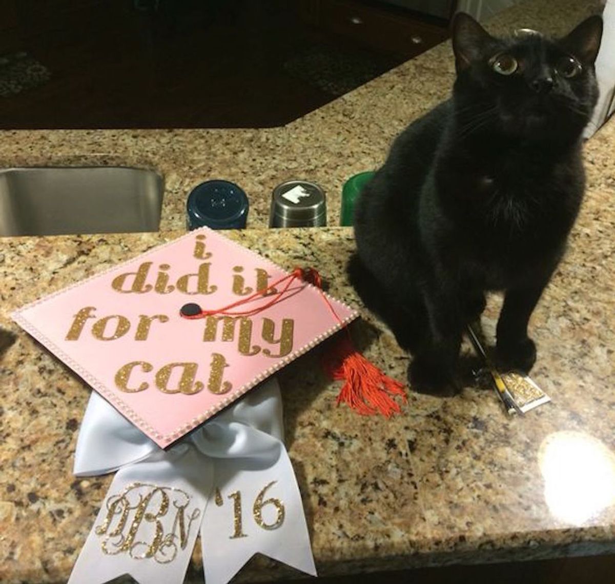 11 Graduation Cap Ideas For The Ultimate Cat Lover