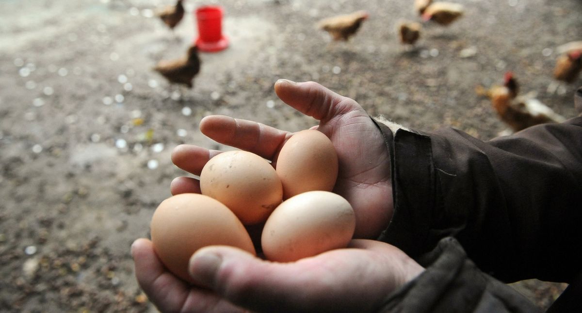 Australian Farmer Cracks Open Giant Chicken Egg—Only to Find Another Egg Inside