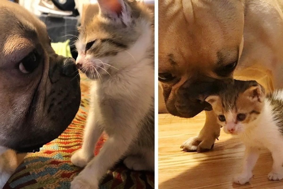 Motherless Kitten Found at School Is Loved By a Dog Who Won't Leave Her Side.
