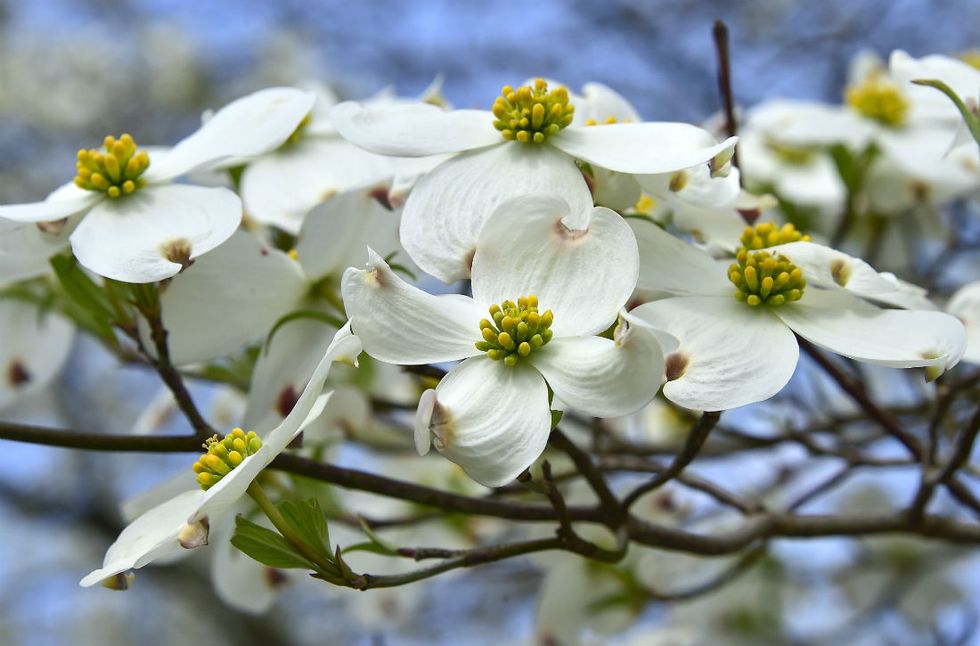 10 things to know about dogwoods - It's a Southern Thing