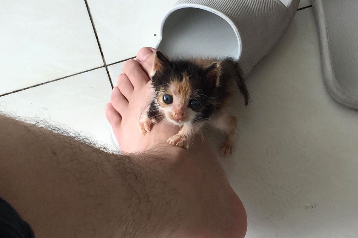 Tiny Kitten Rejected by Her Own Mom Finds Love in This Guy…