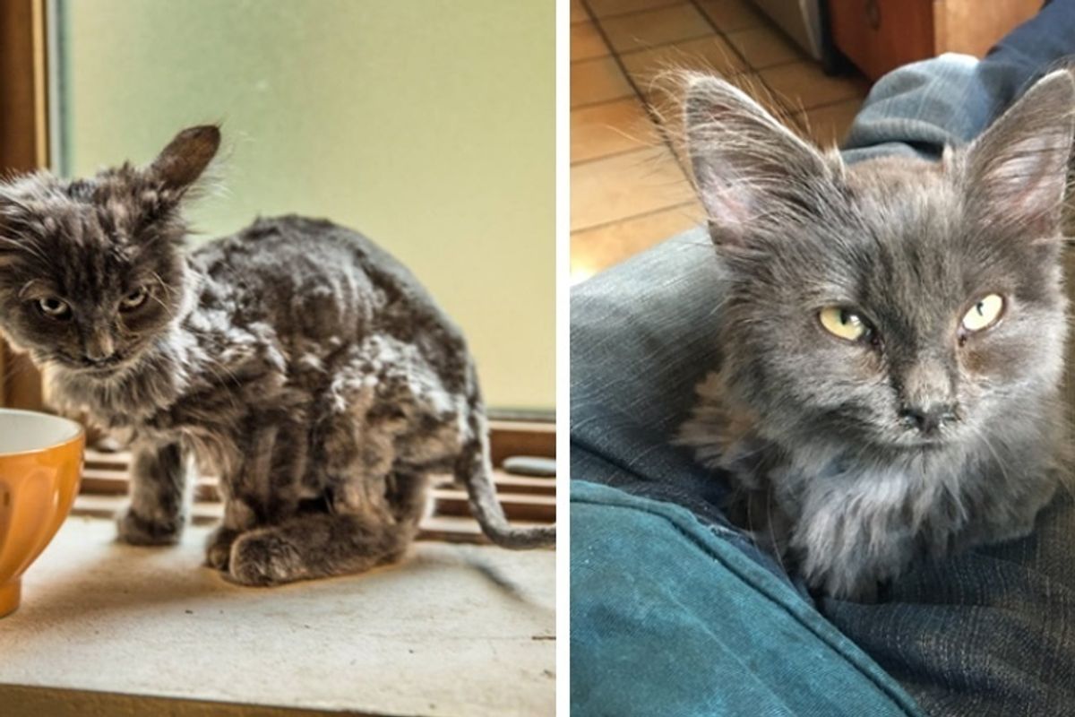 Scraggly Cat Found by the Road Comes Running When a Man Stopped for Her.