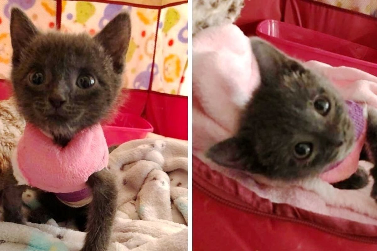 Kitten Cheated Death and Never Stopped Fighting and Purring Despite Her Deformity.