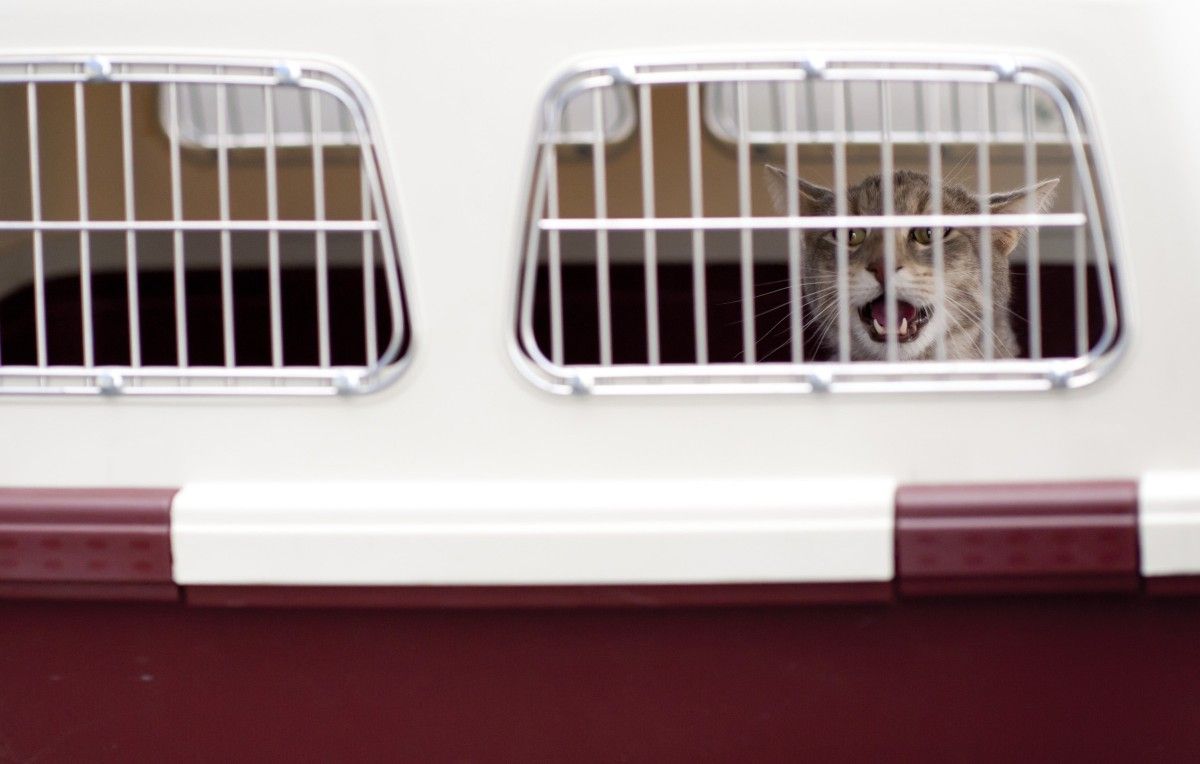 How To Travel Safely With Your Pets, Since Apparently People Don't Know How To Do That Lately