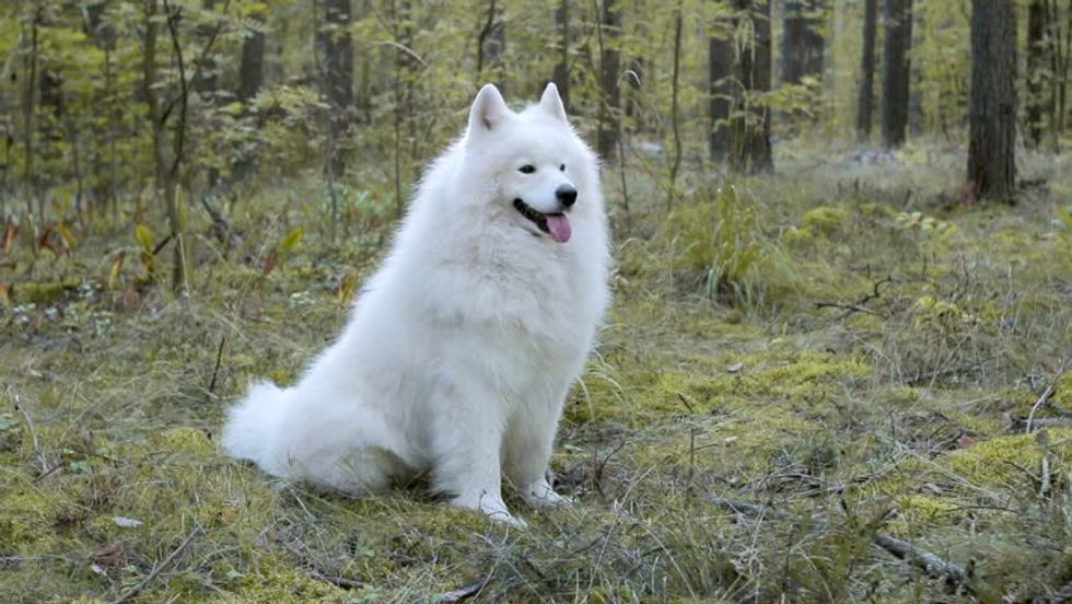 7 Reasons You Know You Need A Samoyed Dog, Only After You Own One