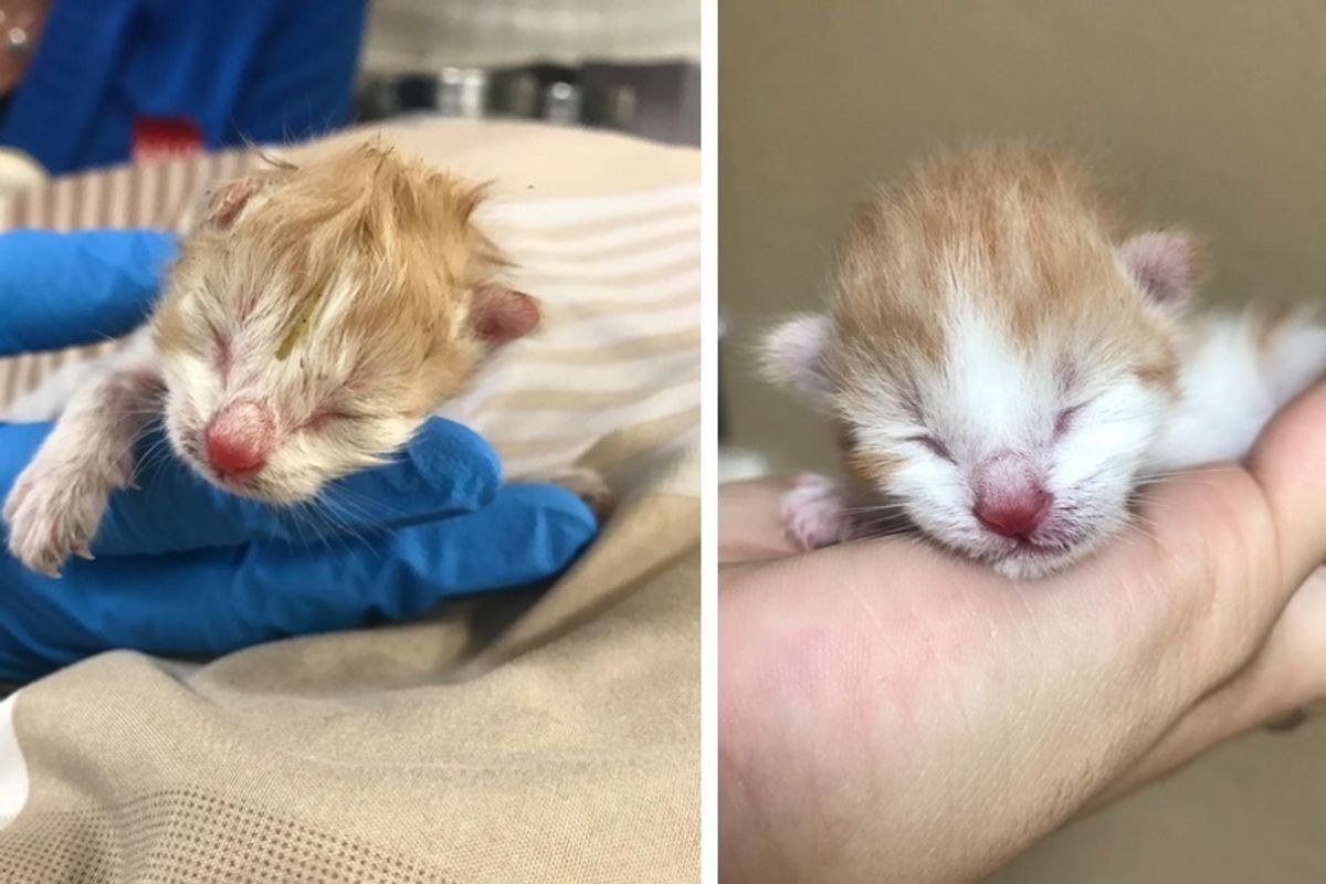 Kitten Just Hours Old Found in a Shoe Box on the Road, is Brought Back from the Brink.