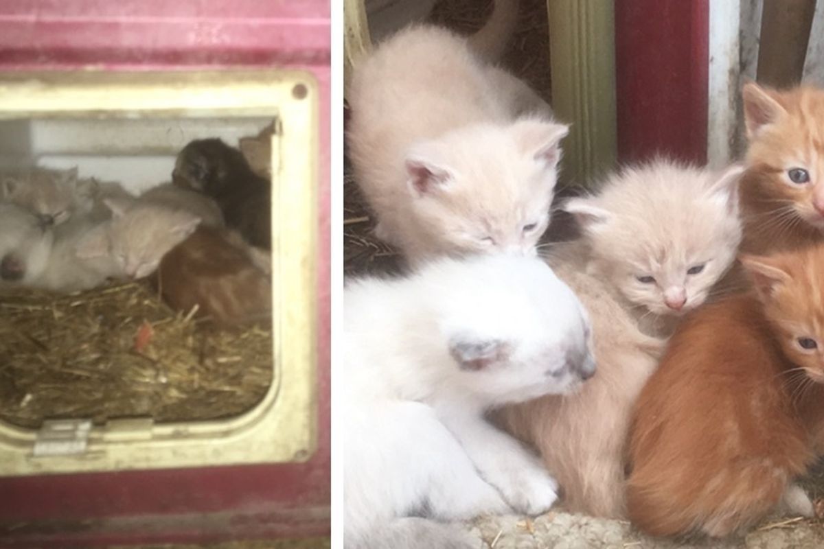 Woman Found Kittens in an Old Dog House and Helped Their Stray Mom Raise Them.